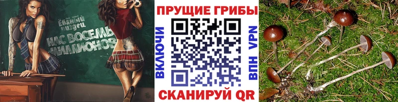 где продают   Балашов  Псилоцибиновые грибы MAGIC MUSHROOMS 